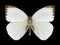 Butterfly Ascia monuste phileta male