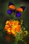 Butterfly Asterope markii flying over double cosmos flower