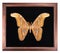 Butterfly attacus atlas in frame on black background