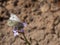 A butterfly on an Aubrieta flower, closeup