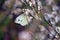 Butterfly on Australian native Coast Coral Heath