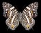 Butterfly Baeotus deucalion