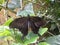 Butterfly. Bali. Common Mormon.