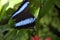 Butterfly - Banded Morpho
