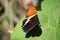 Butterfly with beautiful colors on a leaf