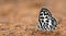 Butterfly Beautiful, Common Pierrot, Castalius rosimon