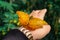 Butterfly. Beautiful tropical butterfly on blurred nature background. Colorful butterflies in Thailand garden. Tropical butterfly