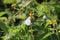 Butterfly beauty at plant flower at garden