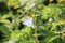 Butterfly beauty at plant flower at garden