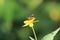 Butterfly beauty at plant flower at garden