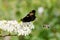 Butterfly and bee on foraging