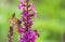 Butterfly and bee are sitting opposite each other on a bright purple flower The process of pollination