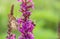 Butterfly and bee are sitting opposite each other on a bright purple flower The process of pollination