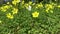 Butterfly and bees flying in field of yellow flowers