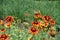 Butterfly and bees pollinating flowers of Gaillardia Fanfare