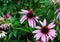 Butterfly and beetle on a flower.