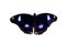 Butterfly black blue spot