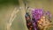 A butterfly with black-red wings, sitting on a flower. Blurred background.