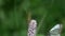 Butterfly black-veined white Aporia crataegi flies to the European bistort Bistorta officinalis flower, slow motion