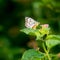 Butterfly, black-veined white butterfly, Aporia crataegi, sitting on wild lantana in Uganda