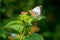 Butterfly, black-veined white butterfly, Aporia crataegi, sitting on wild lantana in Uganda