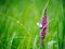 Butterfly on a blade of flower in spring