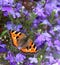 A butterfly on blooming flowers on a wonderful summer day