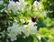 Butterfly on blooming jasmine bush