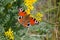 Butterfly on blooming plants