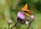 Butterfly on blooming thistle