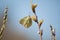 Butterfly on a blossoming willow