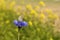 A butterfly at a blue cornflower closeup and a green and yellow background