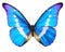 Butterfly blue isolated over whte background