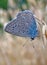 Butterfly blue lycaenidae at the ripe oats