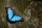 Butterfly Blue Morpho, Morpho peleides. Big blue butterfly sitting on grey rock, beautiful insect in the nature habitat