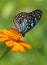 Butterfly Blue tiger or Tirumala limniace on an orange flower