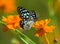 Butterfly Blue tiger or Tirumala limniace on an orange flower