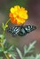 Butterfly Blue tiger or Tirumala limniace on orange flower