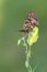 A butterfly Boloria selene awaits dawn in the meadow on the flower