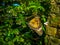 Butterfly on the branch of a tree, butterfly in the garden, colourful butterfly