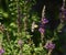 Butterfly brazil pollinates flowers. Brazhnik in flight.