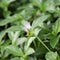 Butterfly breeding on flower