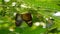 Butterfly breeding under branch in garden