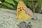 Butterfly Brentis 7