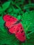 this is a butterfly with a bright red color and beautiful perched on the leaves& x27;& x27;