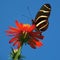 Butterfly on bright red flower