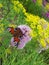 Butterfly with bright wings on the flowers of onions and dill in the summer garden