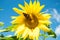 Butterfly and bright yellow blossoming sunflower