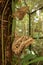 Butterfly brown inn on the trunk of a tree inside the Amazonia