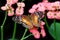 Butterfly brown peacock or scarlet peacock Female Anartia amathea feeding on Flowe